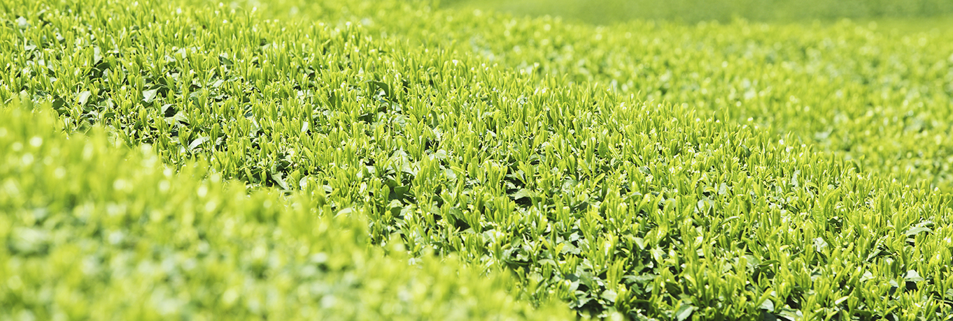 積み上がった茶箱