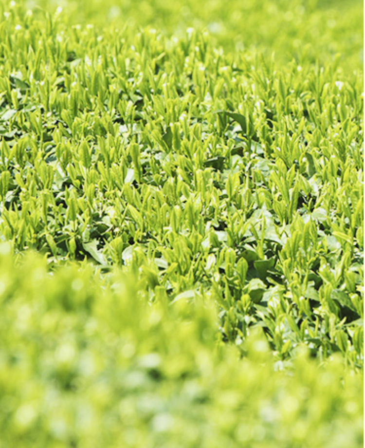 スマホ仕様み上がった茶箱